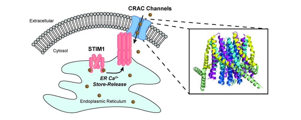 This illustration visualizes the CRAC channel signaling pathway, which plays important roles in the activation of the immune system, muscle development and function and neuronal communication.