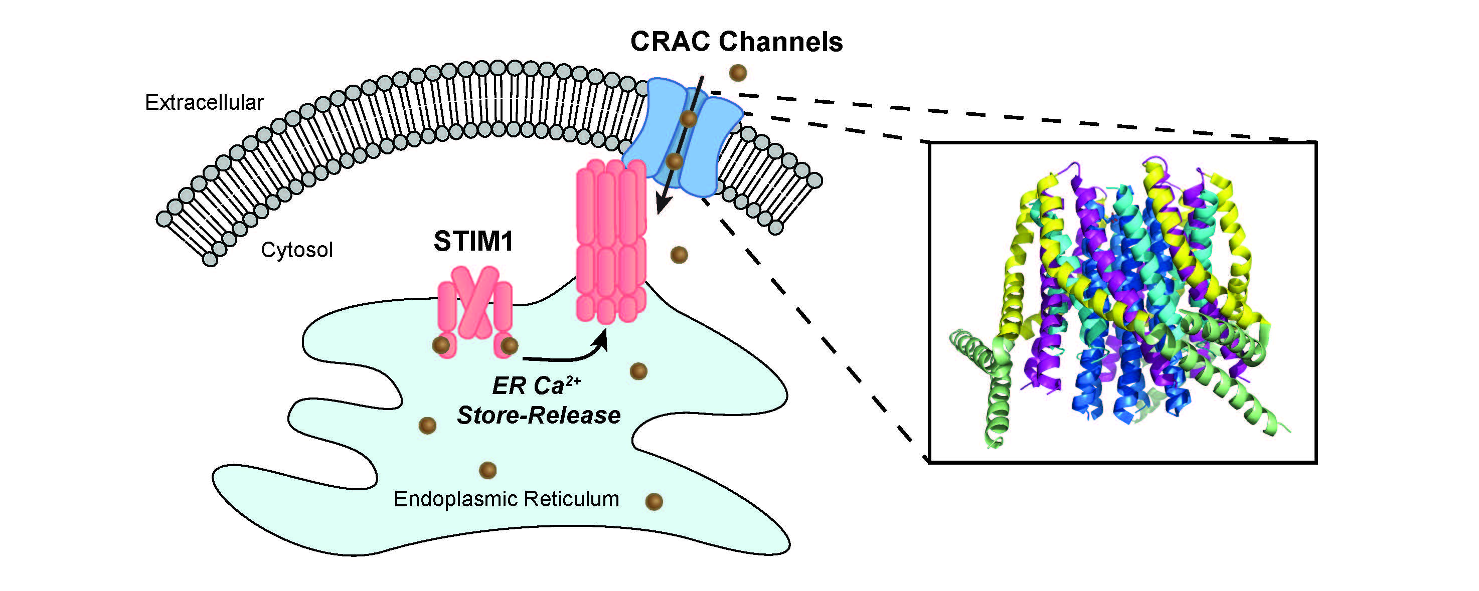 Understanding How Calcium Channels Open And Close News Center