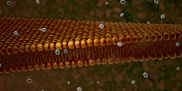 Understanding How Calcium Channels Open and Close