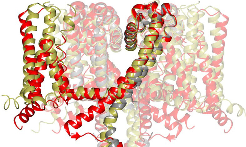 New Insights Into Sodium Channel Structure