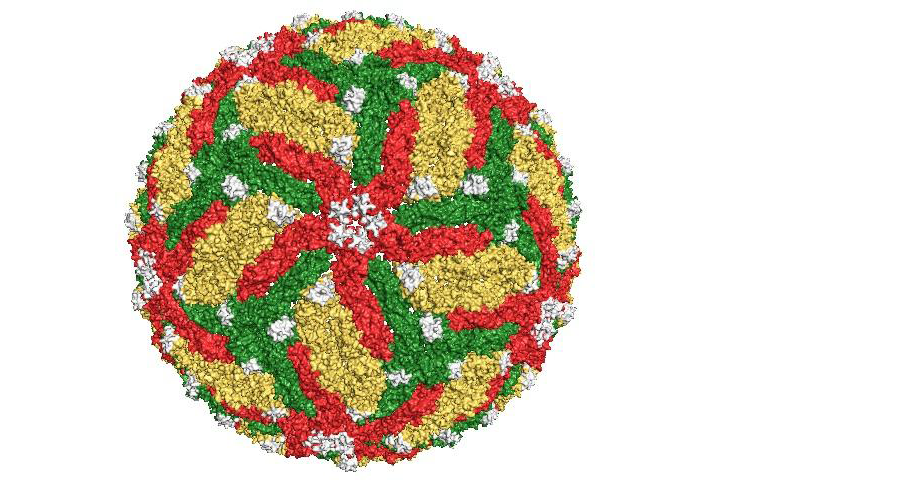 Battling Infectious Diseases With 3-D Structures