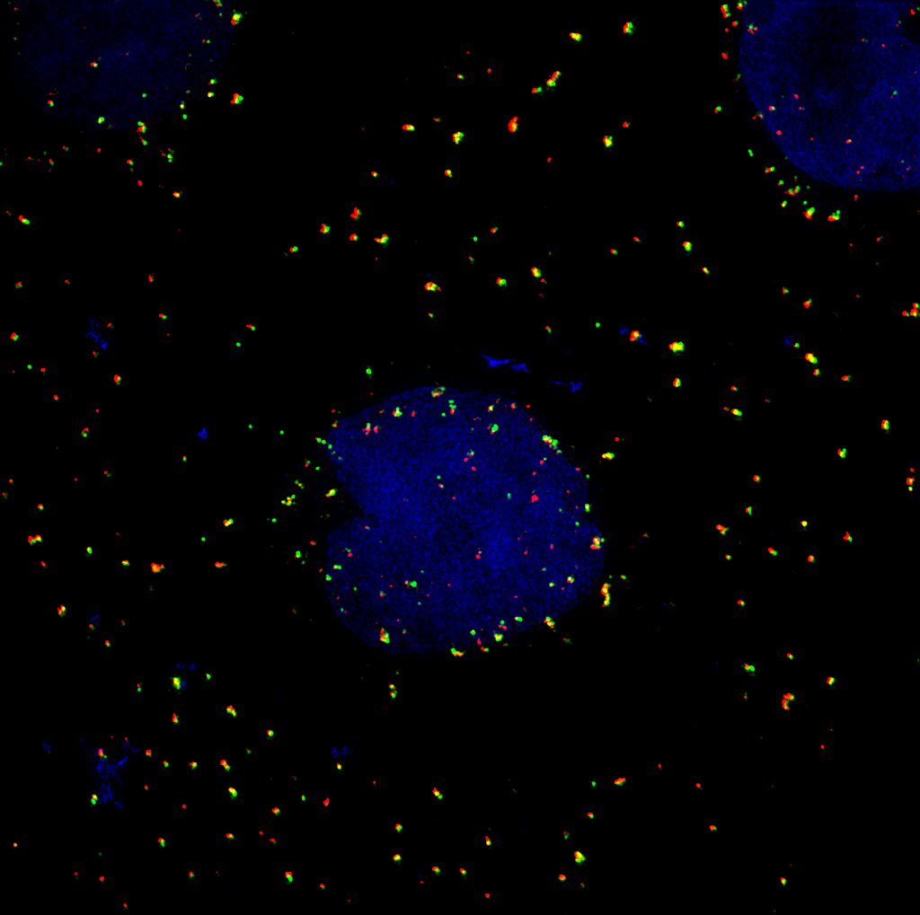 Novel Approach Offers New Insights Into HIV’s Lifecycle