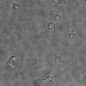 This image shows viruses challenging a cell, from a snapshot of the live-cell imaging used in the research.