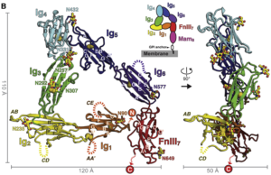 Crystal structure of MDGA1, the novel structure discovered in a study published in Neuron. 