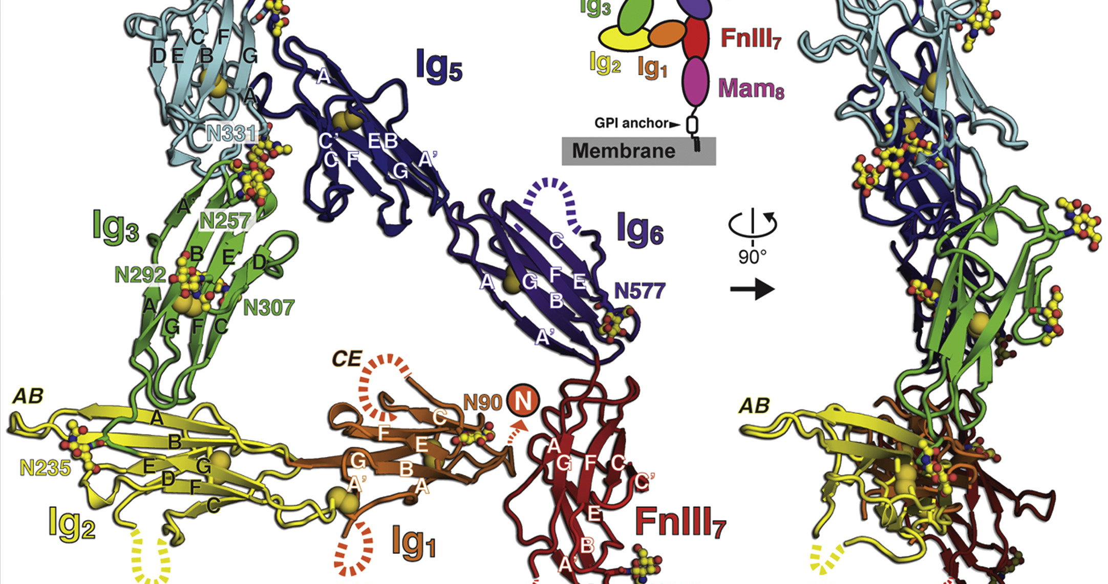 Crystal Structures Reveal How Abnormal Protein Interactions Impair Synapse Function