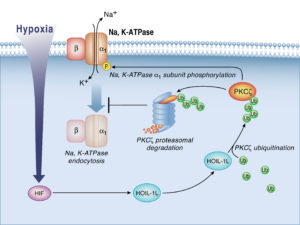 Illustration depicting the mechanism for Na-K-ATPase stabilization during hypoxia. 