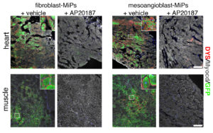 Images showing MiPs inducing regeneration of both heart and muscle tissue (green), and subsequent destruction of regenerated when the MiPs are turned off Images showing MiPs inducing regeneration of both heart and muscle tissue (green), and subsequent destruction of regenerated when the MiPs are turned off Images showing MiPs inducing regeneration of both heart and muscle tissue (green), and subsequent destruction of regenerated when the MiPs are turned off by the molecule AP20187.