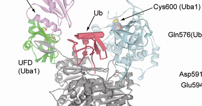 Tracking Protein Disposal Could Lead to Improved Therapies