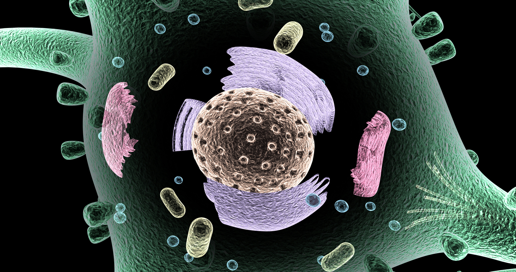 Scientists Identify Direct Contact Between Mitochondria and Lysosomes