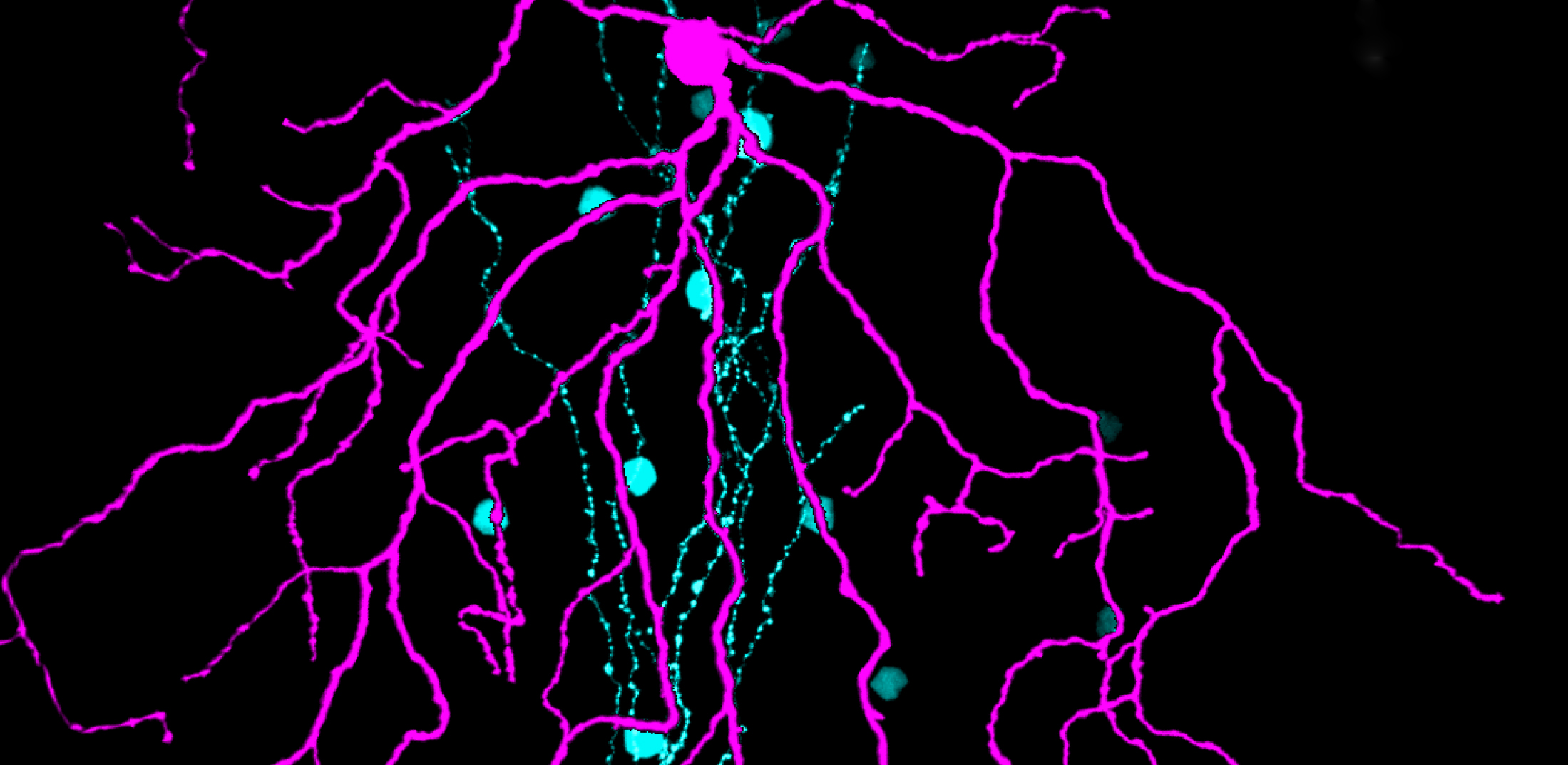 New Insights Into How the Retina Processes Orientation