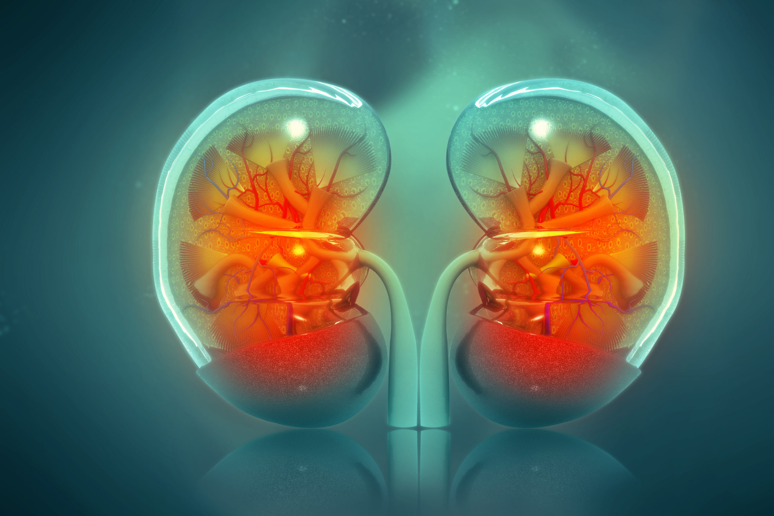 Study Reveals Molecular Mechanisms Behind Genetic Kidney Disease