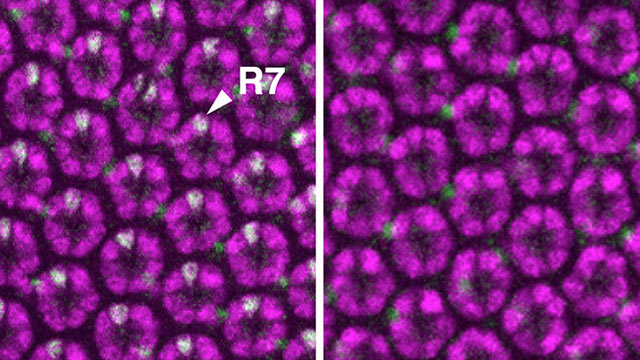 Slowing Metabolism Can Prevent Detrimental Effects of Genetic Mutations