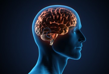 Brain stimulation reverses age-related memory loss