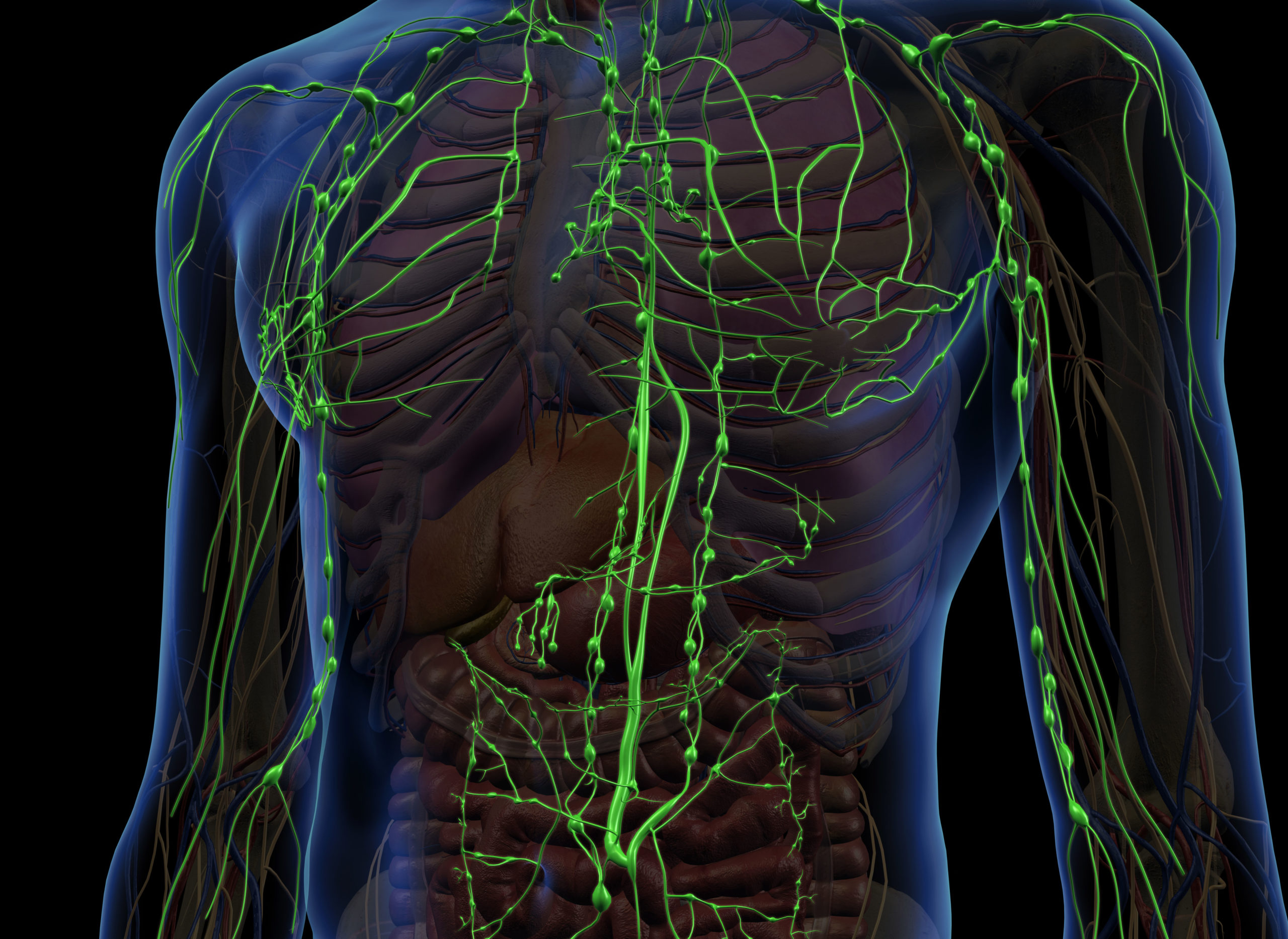 Lymphatic Capillaries Help Regulate Stem Cells for Tissue Regeneration