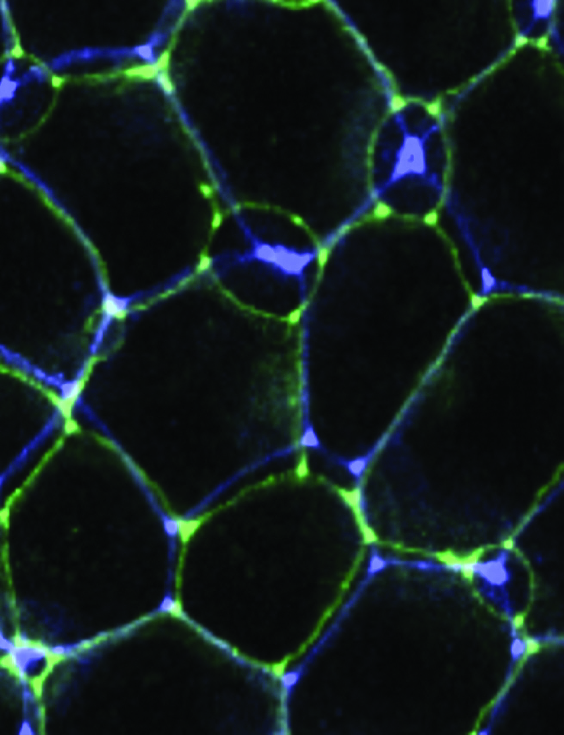 Centrioles Aid Cellular Migration