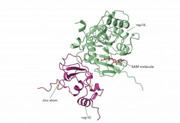 New drug target found for COVID-19