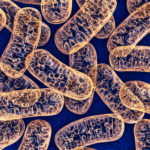 Study Investigates Crosstalk Between Mitochondria and Lysosomes