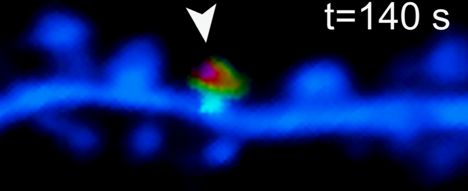 New Insights into Synaptic Plasticity