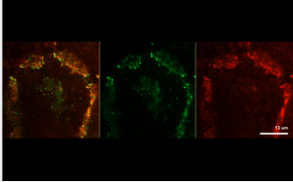 Uncovering Molecular Mechanisms Behind Cell Signaling