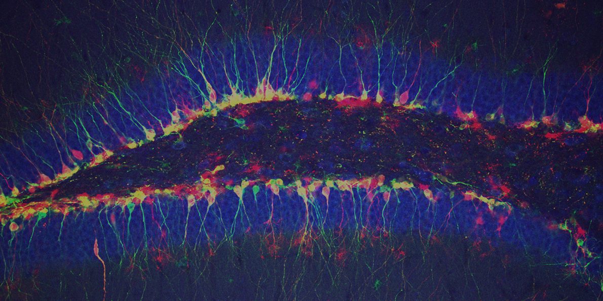 Excitatory Neural Receptors Aid Development of Adult-born Neurons