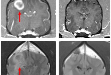 Successful glioblastoma treatment in dogs may also be viable in humans