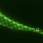 Cytoskeletal Proteins Interact to Form Intracellular Networks