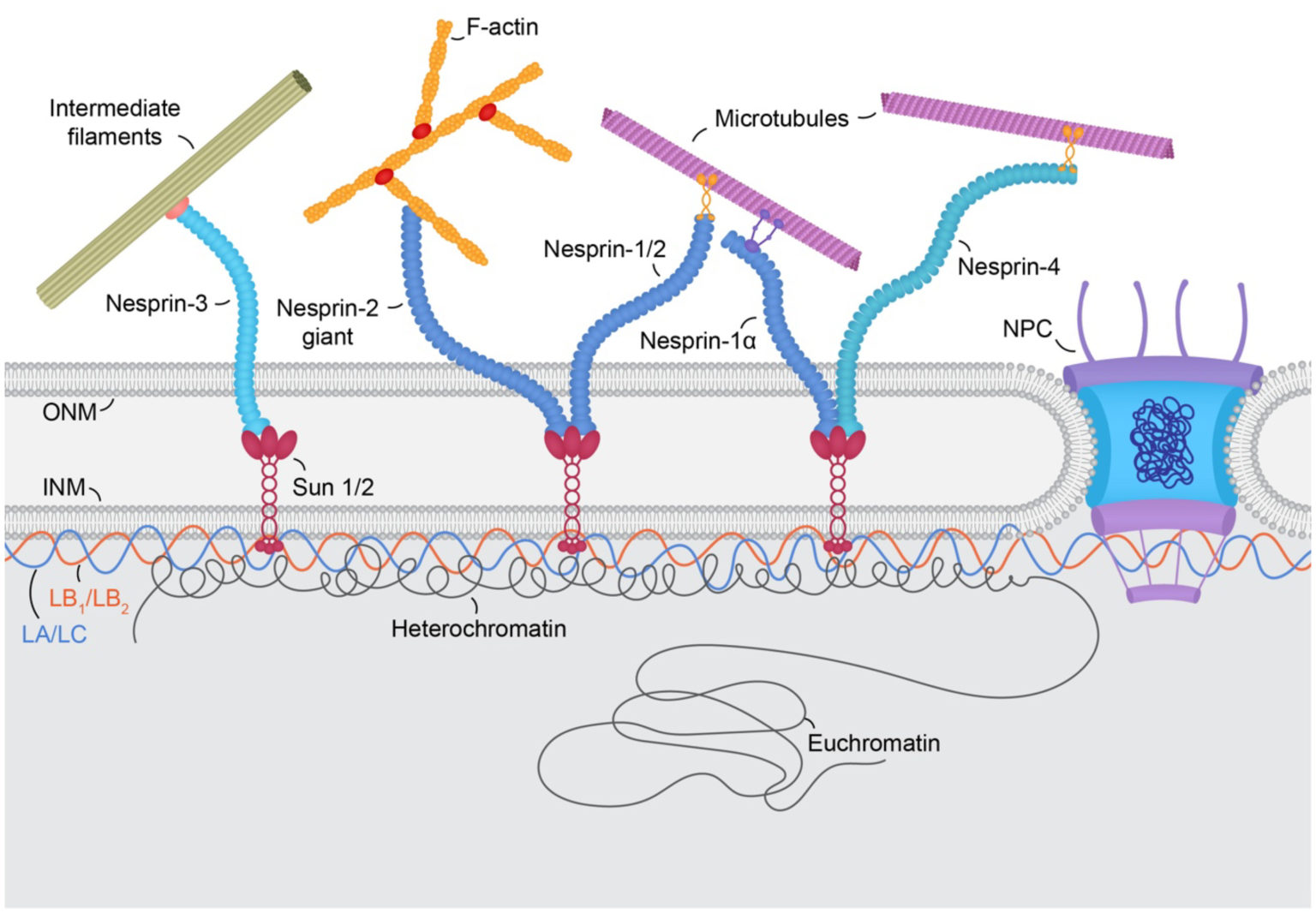 Study Identifies Distinct Roles For Nuclear Lamin Isoforms - News Center