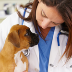 Pet Dogs Advance Glioblastoma Research with Amy Heimberger, MD