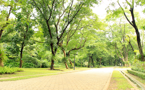 More Green Spaces Linked to Slower Biological Aging