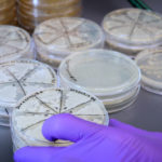 Engineered Probiotic Can ‘Sense’ Inflammatory Bowel Disease