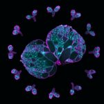 Understanding Drivers of Egg Cell Development