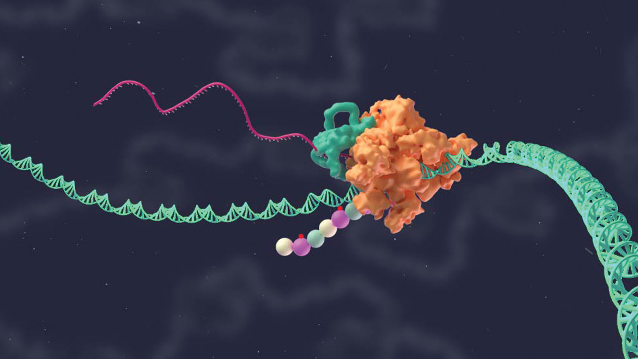 New Human Gene Cluster Sequence Discovered