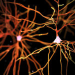 Neuronal Diversity Impacts the Brain’s Information Processing