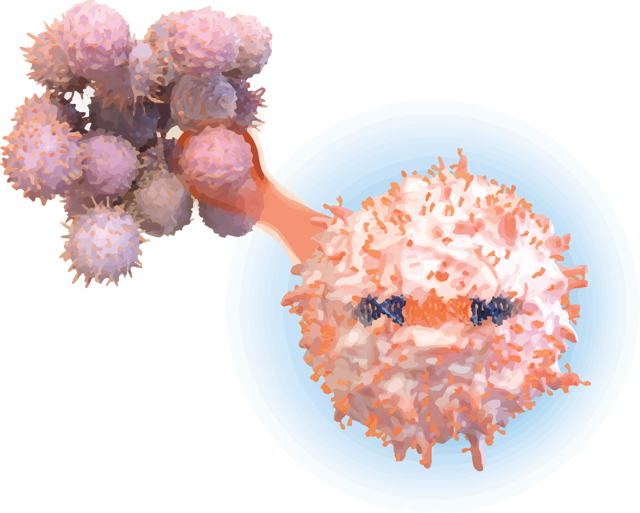 The Choi and Roybal labs have jointly engineered a novel therapy for solid tumors. It borrows a superpower from T-cell cancers to make T-cell therapies strong enough to fight skin, lung and stomach cancers. (Courtesy of Moonlight Bio)