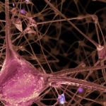 Uncovering the Culprits of Neurodegenerative Disorders 