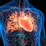 Novel Drug May Improve Oxygen Uptake in Hypertrophic Cardiomyopathy