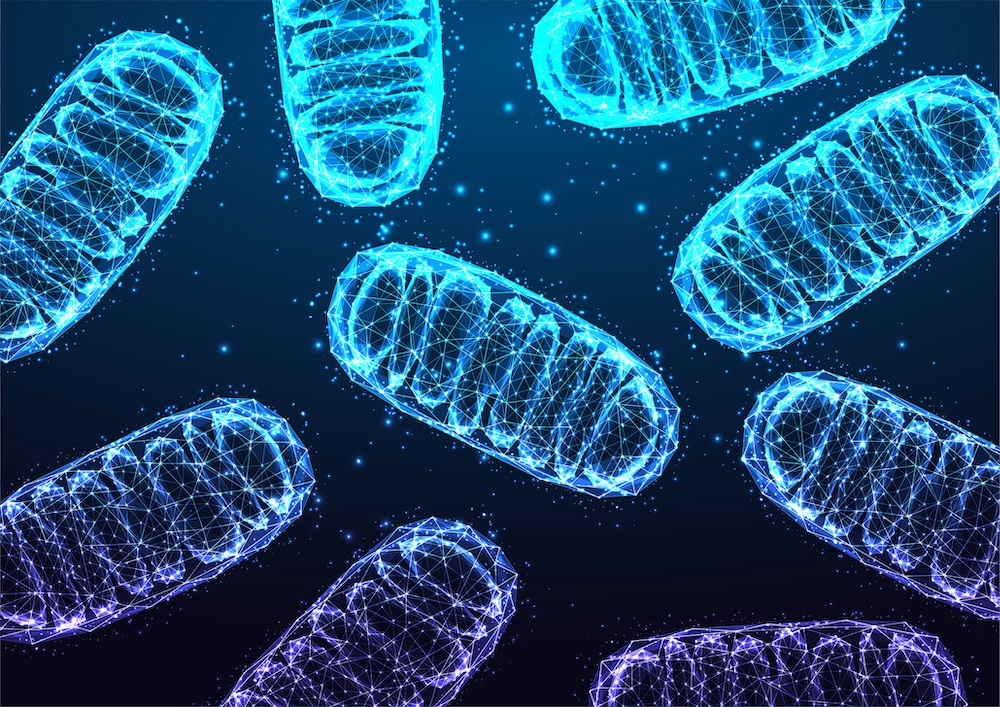 Mitochondria May Be a Promising Therapeutic Target for Inflammatory Diseases