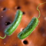 Novel Mechanisms Help Lethal Bacteria Recognize and Infect Cells