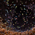 Compound Produced by Gut Bacteria May Slow Alzheimer’s Progression