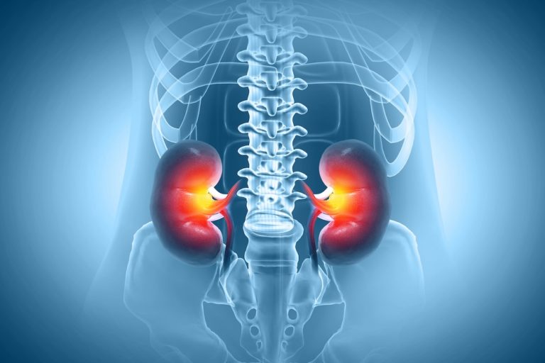 Novel Mechanism Regulates Essential Enzyme Production in Kidneys