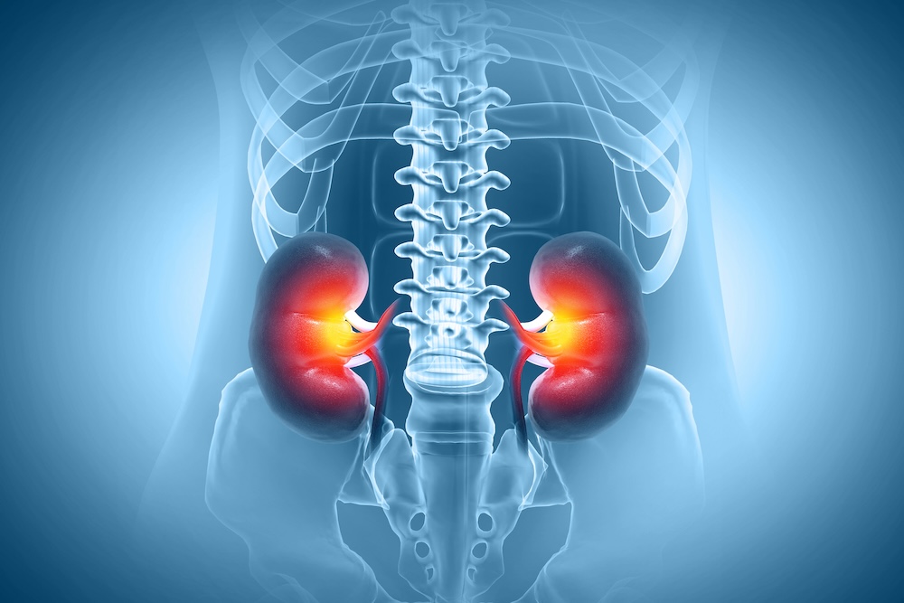 Novel Molecular Mechanisms Inform Targeted Therapies for Chronic Kidney Disease