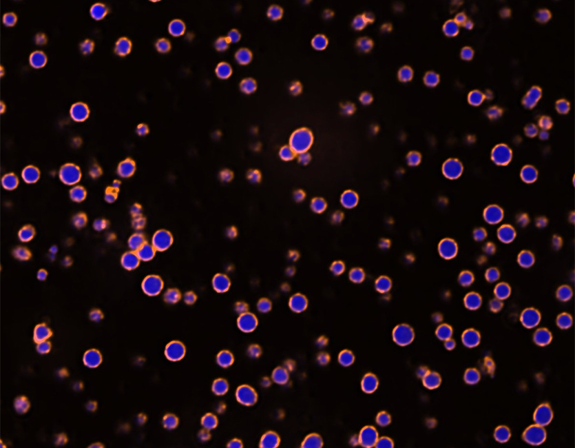 Cell Feature Implicated in Cancer Forms Differently than Previously Thought