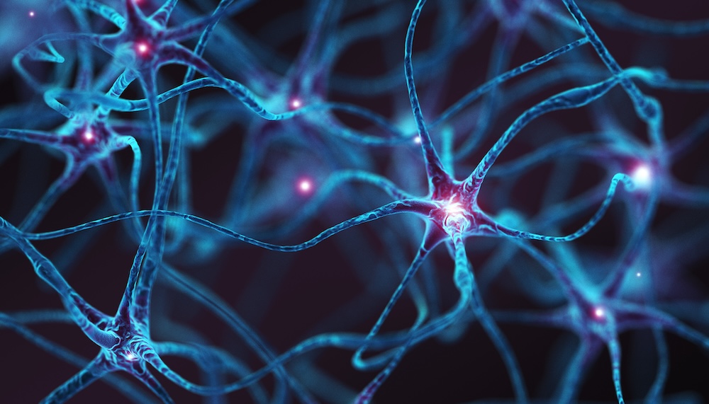 Novel Molecular Mechanisms Shape Neuron Identity