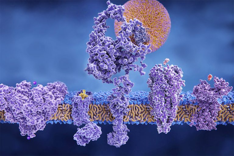Shape-Shifting Cell Channel Reveals New Target for Precision Drugs
