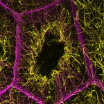 Cells’ Systems Cooperate to Form ‘Scaffolding’ During Egg Development