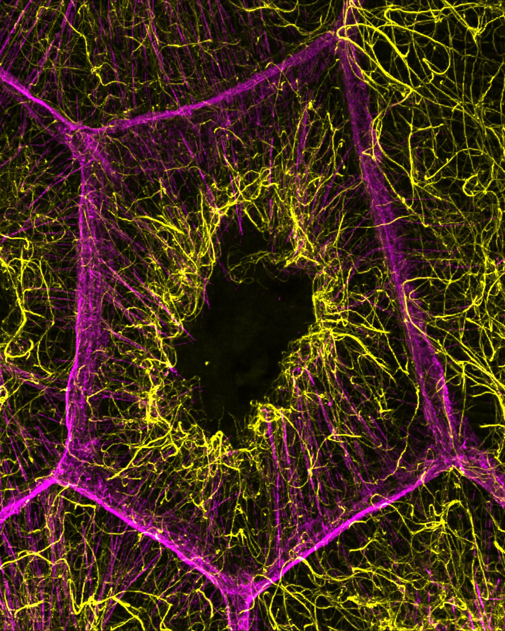 Cells’ Systems Cooperate to Form ‘Scaffolding’ During Egg Development