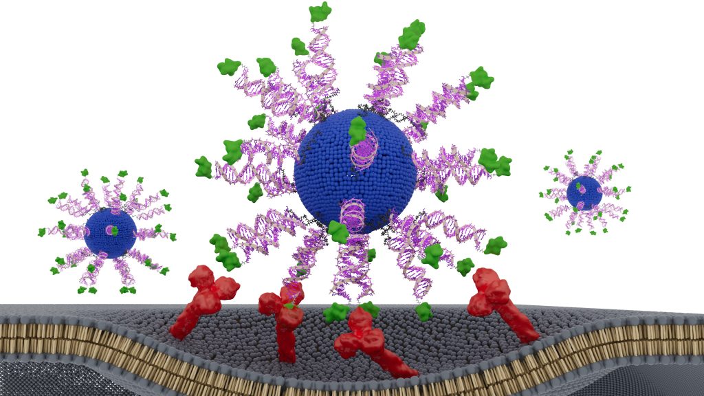 Illustration of a spherical nucleic acid (SNA) — a globular form of DNA that naturally enters and stimulates immune cells. (Chad A. Mirkin/Northwestern University)