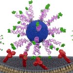 HPV Cancer Vaccine Slows Tumor Growth, Extends Survival in Preclinical Model