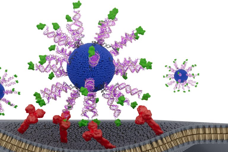 HPV Cancer Vaccine Slows Tumor Growth, Extends Survival in Preclinical Model