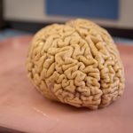 As Superagers Age, They Make at Least Twice as Many New Neurons as Their Peers